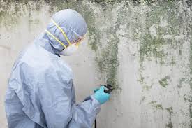 Best Asbestos and Lead Testing During Mold Inspection in Watsonville, CA